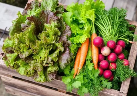 Diversas hortalizas frescas cosechadas