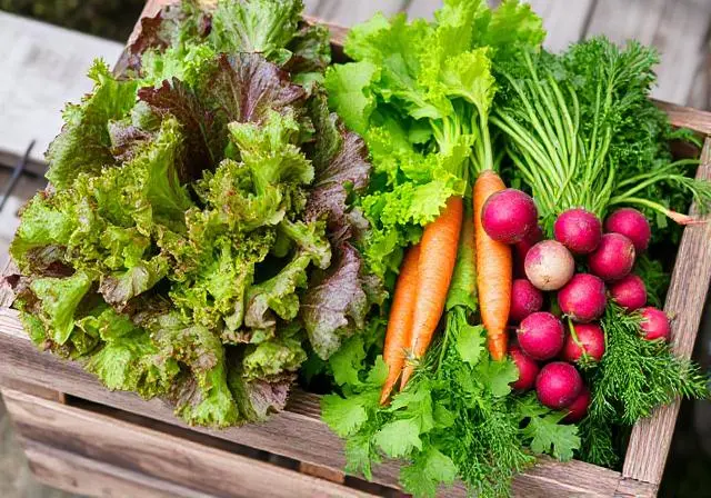 Diversas hortalizas frescas cosechadas