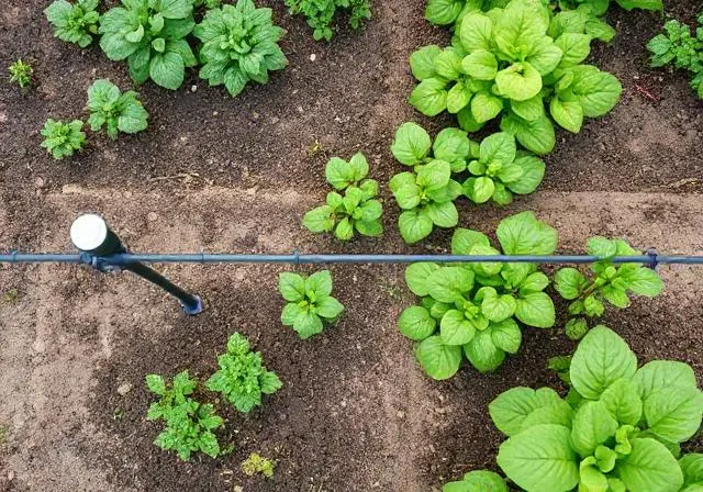 Sistema de riego por goteo para huerto